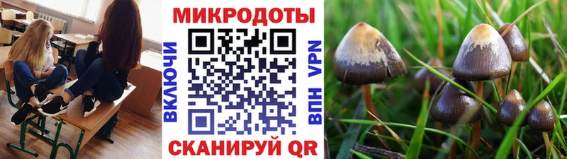 купить наркотики сайты  Буйнакск  Псилоцибиновые грибы Psilocybe 